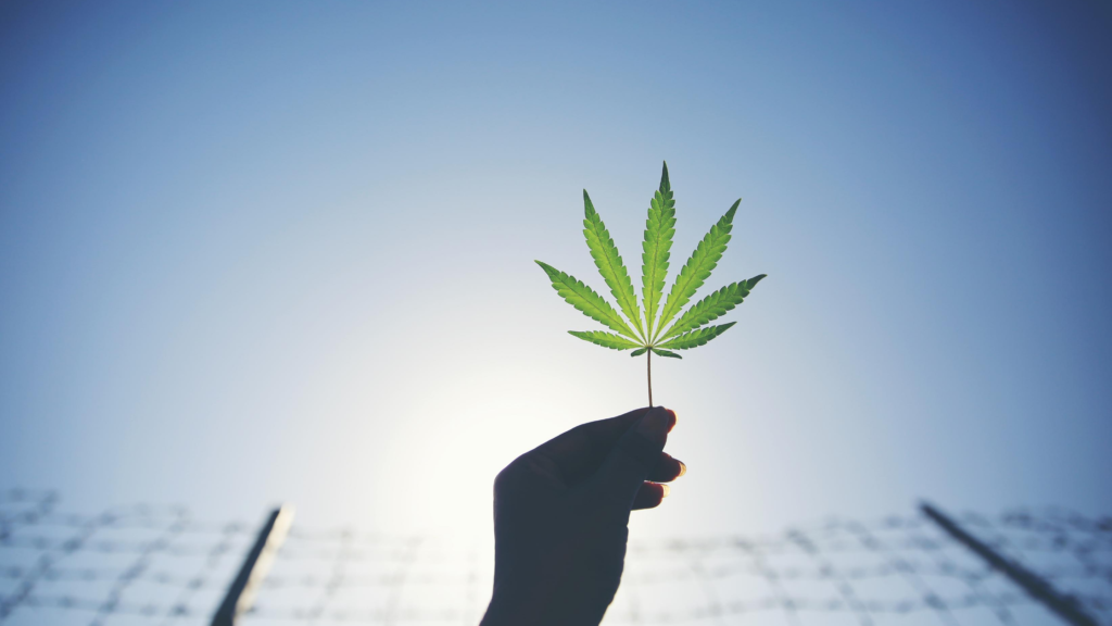 Illinois Marijuana Law