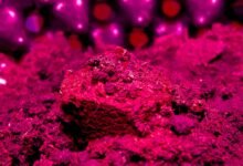 Best Soil & Nutrients for Beginner Cannabis Growers (2026)
