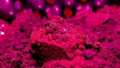 Best Soil & Nutrients for Beginner Cannabis Growers (2026)